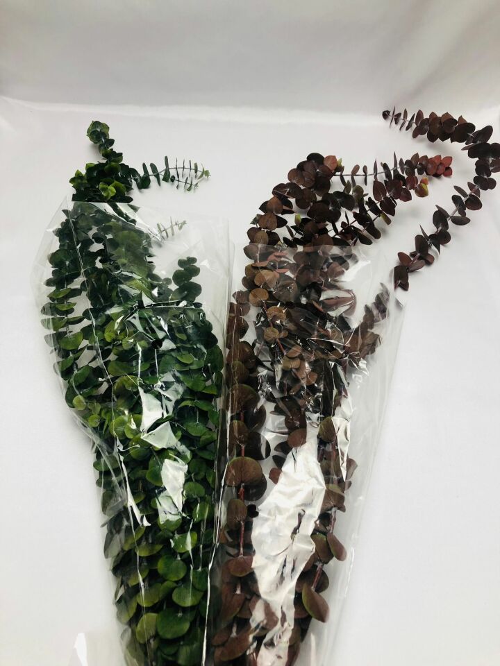 ÇİÇEK DOĞAL OKALİPTUS ÇİÇEĞİ
