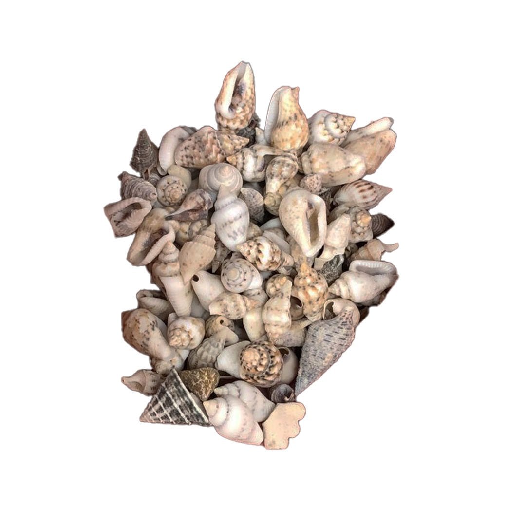 DENİZ KABUĞU KABUK NO30