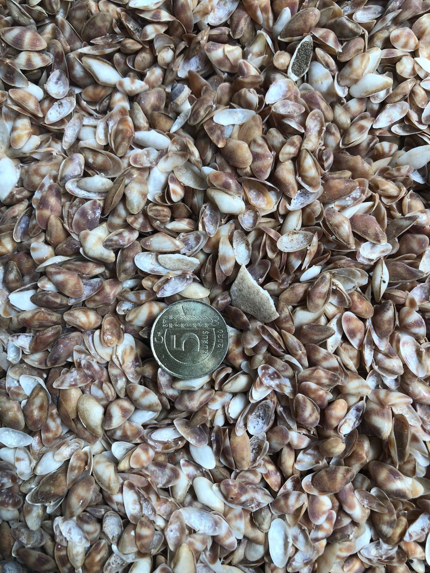 DENİZ KABUĞU KABUK NO8