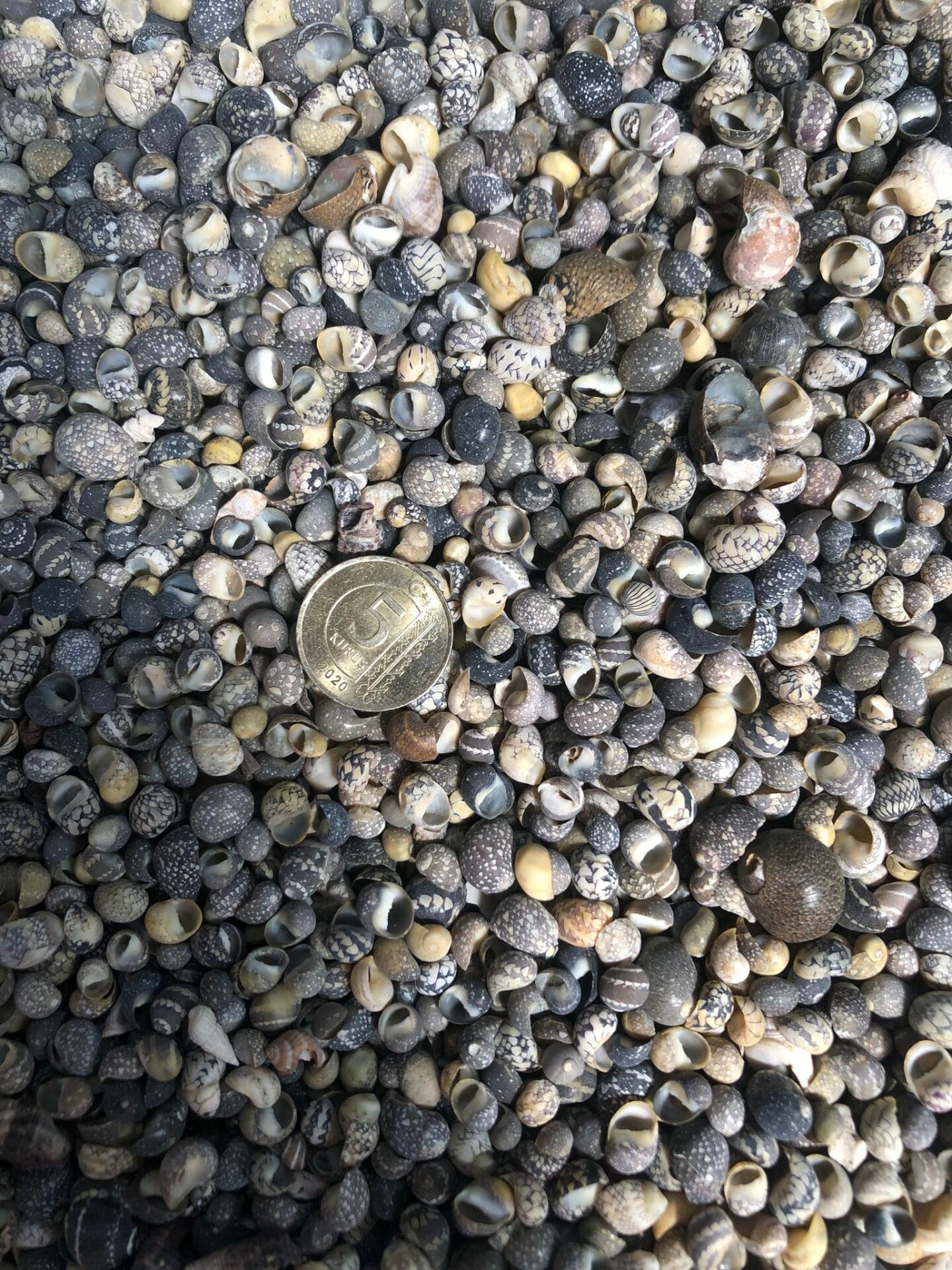 DENİZ KABUĞU KABUK NO11