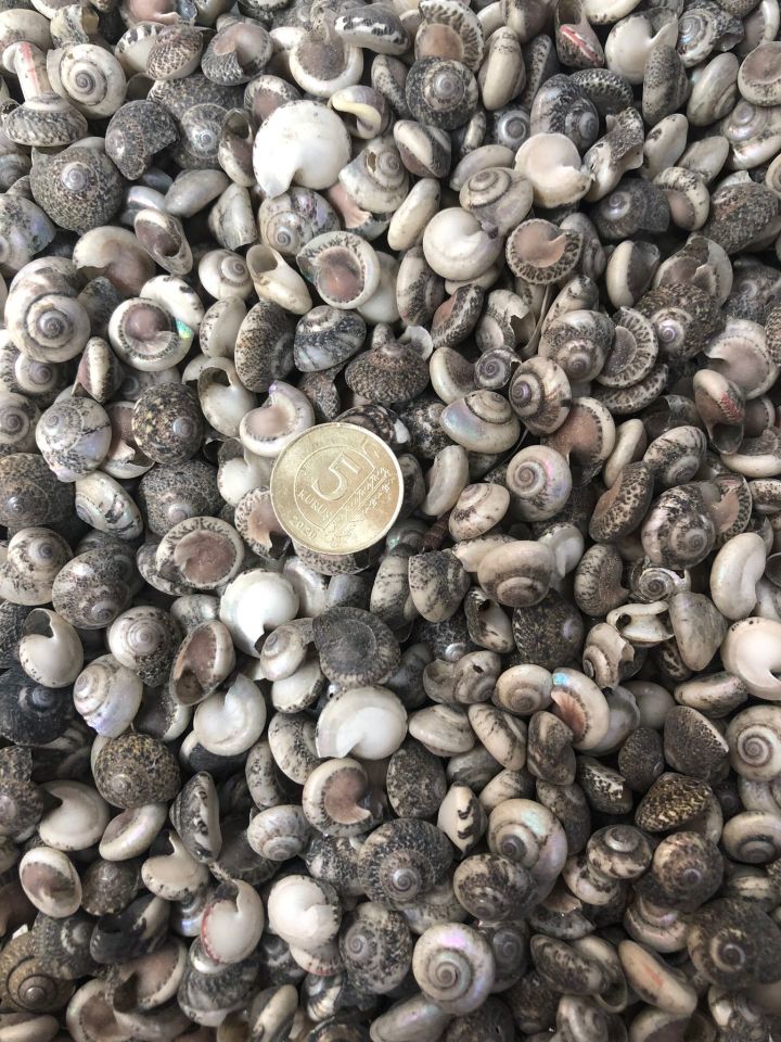 DENİZ KABUĞU KABUK NO13