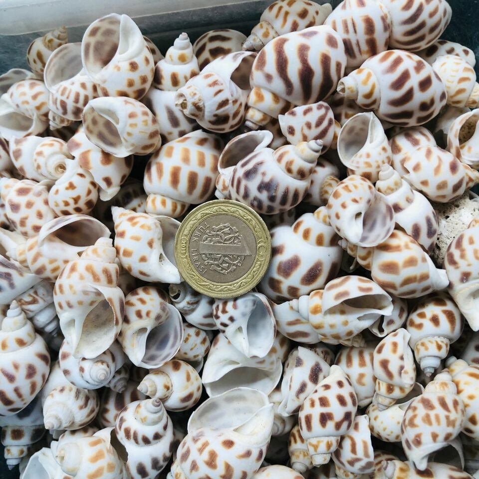 DENİZ KABUĞU KABUK NO15