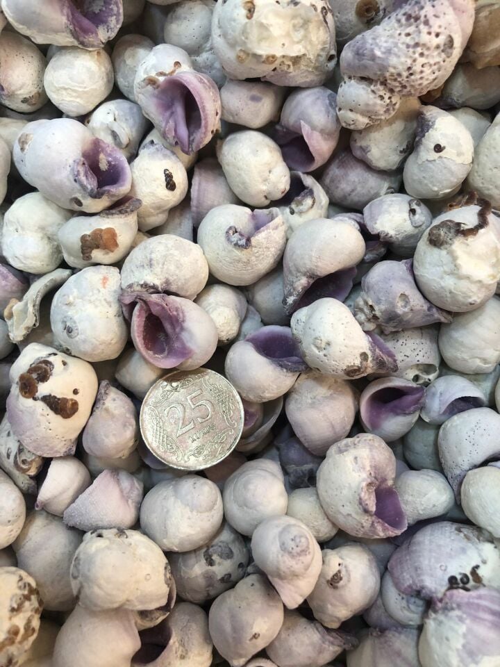 DENİZ KABUĞU KABUK NO16