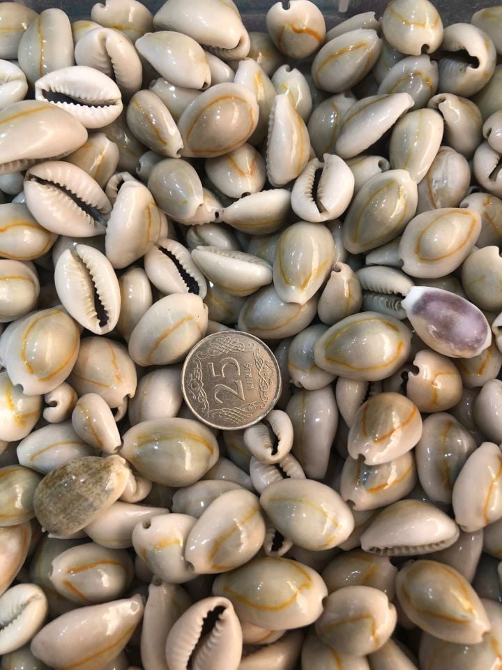 DENİZ KABUĞU KABUK NO17