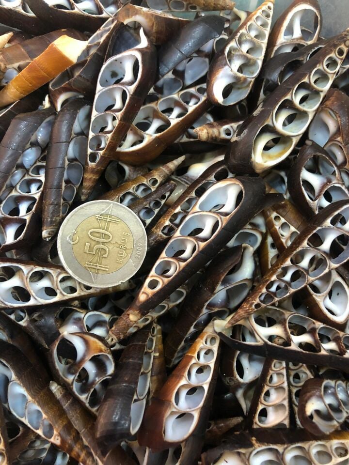 DENİZ KABUĞU KABUK NO19