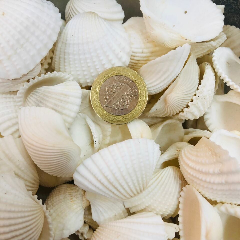 DENİZ KABUĞU KABUK NO27